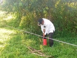 DLH Rohil Budidaya Tanaman Fagraea Auriculata di Atas Lahan Seluas 2 Hektar