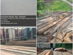 Ditemukan 30 Ton Kayu Papan dan  Broti Balok,di Sembunyikan Kepenghuluan Parit Aman