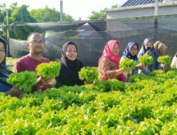 Tingkatkan Ekonomi Keluarga, TP PKK Labuhan Tangga Besar Pelajari Cara Penanaman Sistem Hidroponik