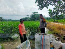 Polsek Indra Pura Dorong Pemanfaatan Pekarangan untuk Ketahanan Pangan
