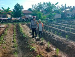 Bhabinkabmas Polsek Indrapura Melaksanakan Kegiatan, Pengecekan Lahan Ketapang