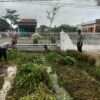 Panen 180 Kg Kangkung, Lapas Labuhan Ruku Dukung Program Ketahanan Panga.