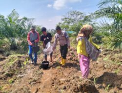 Personil Polsek Indrapura, Melaksanakan Koordinasi Serta Pengecekan Lahan Pekarangan Ketapang