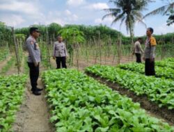 Polsek Serbalawan Wujudkan Ketahanan Pangan Melalui Program Pekarangan dan Lahan Produktif