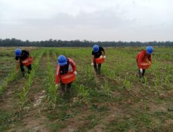 Polsek Lima Puluh Dukung Ketahanan Pangan dengan Program Penanaman Jagung
