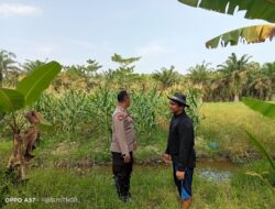 Polsek Indrapura, Melaksanakan Kegiatan Koordinasi serta Pengecekan Lahan ketahanan Pangan.