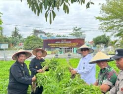 Dukung Ketahanan Pangan, Lapas Labuhan Ruku Panen Raya Bersama Stafsus Menteri IMIPAS Abdullah Rasyid