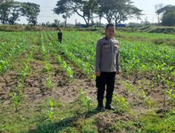 Polsek Lima Puluh , Giat Melakukan Koordinasi Serta Pengecekan Lahan Ketahanan Pangan.