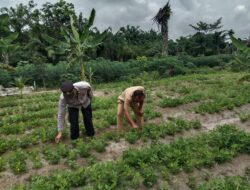 Sat Binmas Polres Batu Bara,Giat pengecekan Program Ketahanan Pangan,dan Pemanfaatan Pekarangan,