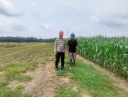 Polsek Lima Puluh, AKP Tukkar L Simamora,Giat Koordinasi Serta Pengecekan Lahan Ketahanan Pangan.