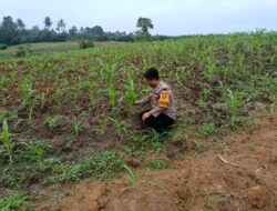 Polsek Lima Puluh, Melaksanakan kegiatan Koordinasi serta Pengecekan Lahan Ketahanan Pangan.