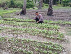 Polres Batu Bara Melalui Polsek Medang Deras Koordinasi Dan Cek Lahan Ketahanan Pangan.