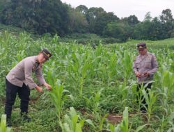 Kasat Binmas Polres Batu Bara Terjun Langsung Ke Lahan Ketapang Melihat Dari Dekat Hasil Tanaman Bibit Jagung