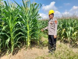 Personil Polsek Lima Puluh, Melaksanakan Kegiatan Koordinasi serta Pengecekan Lahan.