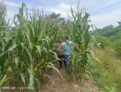 Bhabinkabmas Polsek Indrapura,Giat Mendukung Swasembada ketahanan Pangan,