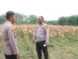 Kapolres Simalungun Lakukan Pengecekan Kesiapan Panen Raya Jagung Serentak Dukung Swasembada Pangan Nasional
