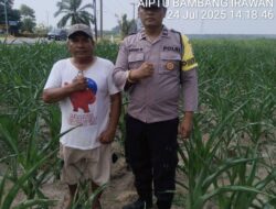 Menjaga Harapan dari Ladang Jagung: Langkah Tulus Polsek Serbalawan Demi Ketahanan Pangan di Simalungun