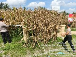 Kapolsek Tanah Jawa Turun Langsung Panen Jagung! 35 Goni Hasil Dari 6 Rante Lahan Polsek, Dukung Ketahanan Pangan