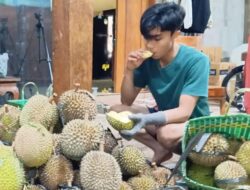 Bukan Sekadar Enak, Durian Kawuk Raja Layak Jadi Varietas Unggulan