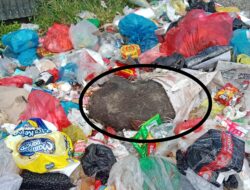 Bangkai Babi Ditemukan di Tumpukan Sampah Jalan SGB, Warga Minta DLH Rohil Segera Sediakan TPS
