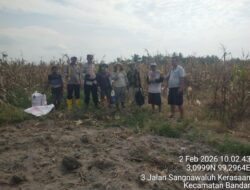 Program 1 Polisi 1 Ha Polres Simalungun Panen Raya Jagung 30 Rante, Dukung Ketahanan Pangan 100 Hari Kerja Presiden