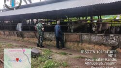 Babinsa Koptu I Ketut Budiasa, Lakukan Pendampingan Vaksinasi PMK di Wilayah Kampung Kandis