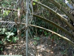 MIRIS TIDAK SESUAI SOP, KINERJA MANAJER PTPN lV REGIONAL 2 LARAS DIPERTANYAKAN