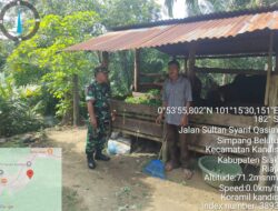 Babinsa Serda D. Gultom, Lakukan Pendampingan Vaksinasi PMK