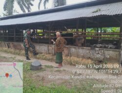 Babinsa Sertu Andi Satria Lakukan Pendampingan Vaksinasi PMK di Kelurahan Telaga Sam Sam