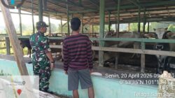Cegah Penularan PMK, Babinsa Sertu Ridho Utomo Melakukan Pendampingan Vaksinasi PMK Pada Sapi Milik Warga Kelurahan Telaga Sam Sam