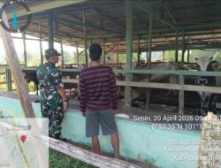 Cegah Penularan PMK, Babinsa Sertu Ridho Utomo Melakukan Pendampingan Vaksinasi PMK Pada Sapi Milik Warga Kelurahan Telaga Sam Sam