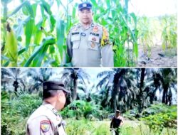 Polsek Mandau Tingkatkan Persiapan Dalam Rangka Panen Raya Jagung Pipil