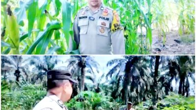 Polsek Mandau Tingkatkan Persiapan Dalam Rangka Panen Raya Jagung Pipil