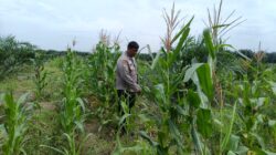 Polsek Kandis Cek Perkembangan Jagung Pipil, Wujud Nyata Polisi Cinta Petani