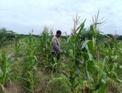 Polsek Kandis Cek Perkembangan Jagung Pipil, Wujud Nyata Polisi Cinta Petani