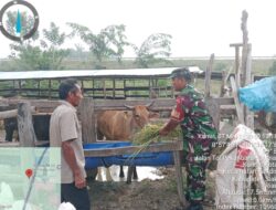 Babinsa Koptu K. Sitohang, Pendampingan Vaksinasi PMK dan Pesan Pemilik Sapi, Agar Selalu Bersihkan Kandang
