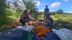 *Polsek Siak Kecil Bersama Kelompok Tani Panen Jagung Pipil Dukung Ketahanan Pangan Nasional*