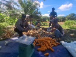 *Polsek Siak Kecil Bersama Kelompok Tani Panen Jagung Pipil Dukung Ketahanan Pangan Nasional*