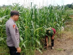 Polsek Kandis Genjot Ketahanan Pangan, 15 Hektar Lahan Jagung Siap Digarap