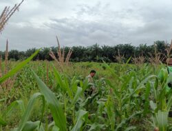 Polsek Kandis Siapkan 15 Hektare Lahan Jagung, Wujud Nyata Dukungan Polri terhadap Ketahanan Pangan Nasional