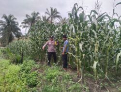 Polsek Kandis Kembali, Cek Perkembangan Jagung Tumpang Sari 5 Hektare, Dukung Program Ketahanan Pangan Nasional