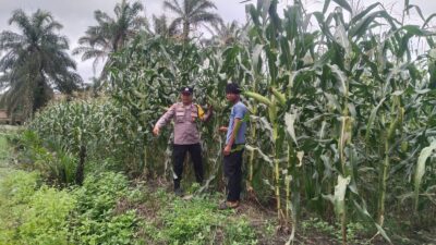 Polsek Kandis Kembali, Cek Perkembangan Jagung Tumpang Sari 5 Hektare, Dukung Program Ketahanan Pangan Nasional