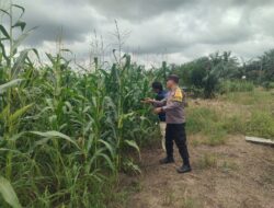 Polsek Kandis Cek Perkembangan Jagung Pipil di Lahan PT KPAK, Dukung Program Ketahanan Pangan Nasional