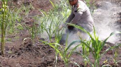 Dukung Ketahanan Pangan, Bhabinkamtibmas Panipahan Darat Cek Kebun Jagung Warga