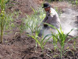 Dukung Ketahanan Pangan, Bhabinkamtibmas Panipahan Darat Cek Kebun Jagung Warga