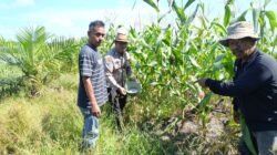 Polsek Kandis Intensifkan Pendampingan Petani, Dukung Ketahanan Pangan Nasional di Jambai Makmur