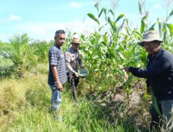 Polsek Kandis Intensifkan Pendampingan Petani, Dukung Ketahanan Pangan Nasional di Jambai Makmur