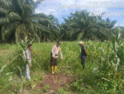 Dukung Ketahanan Pangan, Aipda Erik Halomoan Turun Langsung Cek Tanaman Jagung Warga