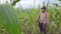 Polsek Sinaboi Kawal Jagung 4 Hektare, Program Ketahanan Pangan Presiden Prabowo Makin Nyata