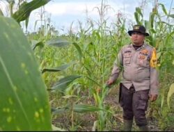 Polsek Sinaboi Kawal Jagung 4 Hektare, Program Ketahanan Pangan Presiden Prabowo Makin Nyata
